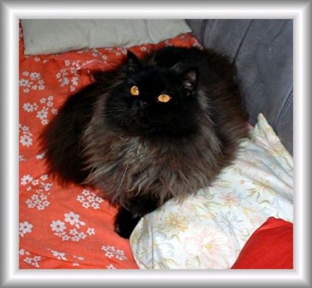 Champ C. of Sweet Surrender