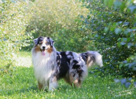 Sunnycreek`s Gibson Guitar