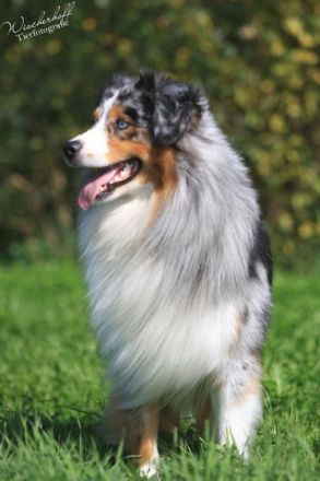 Sunnycreek`s Gibson Guitar