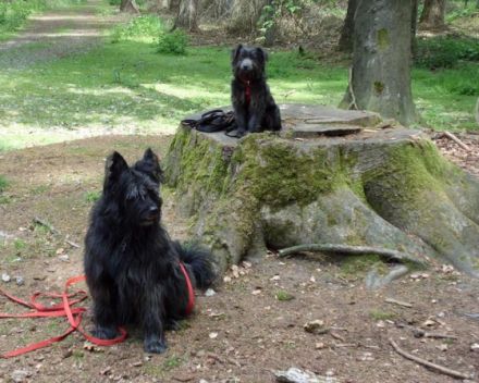 FAMILY DOGS KEVELAER