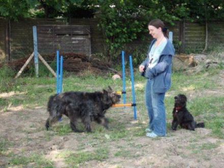 FAMILY DOGS KEVELAER