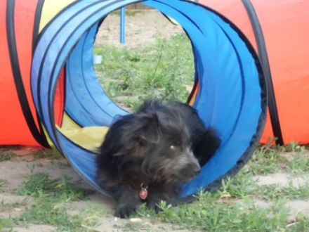 FAMILY DOGS KEVELAER