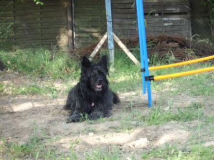 FAMILY DOGS KEVELAER