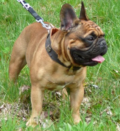 Chanoèl de Harmonie Du Coeur