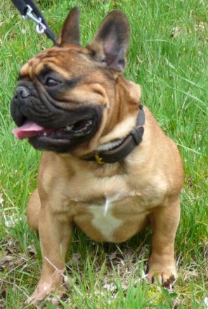 Chanoèl de Harmonie Du Coeur