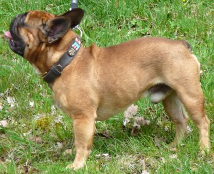 Chanoèl de Harmonie Du Coeur