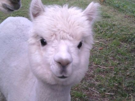 Haus Larix am Reschenpass