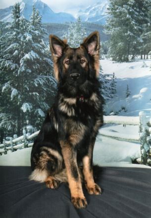 vom altdeutschen Stolz