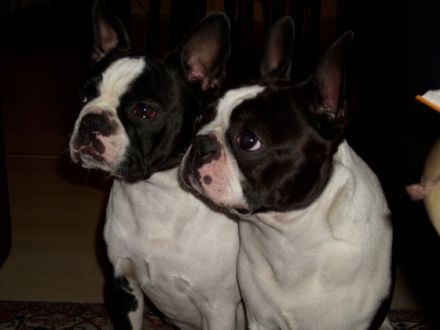 vom Hamborner-Ranenberg