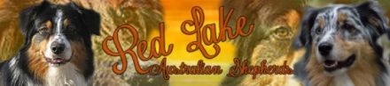 Red-lake Aussies