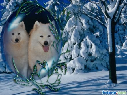 Syôre frá Tübingen