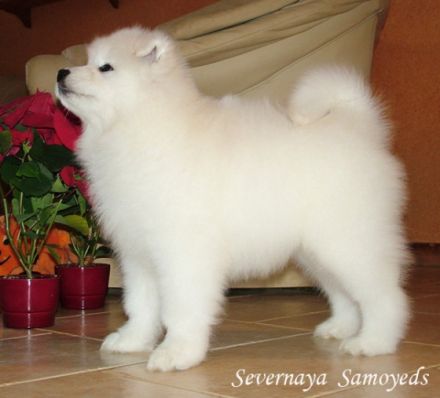 Peace Inside of Severnaya-Sam