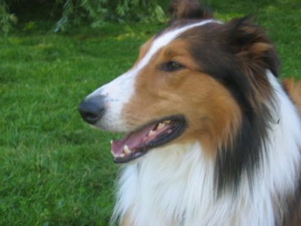 Havoc vom Oberwolkersdorfer Land