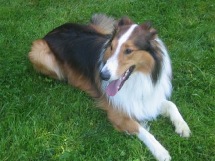 Havoc vom Oberwolkersdorfer Land