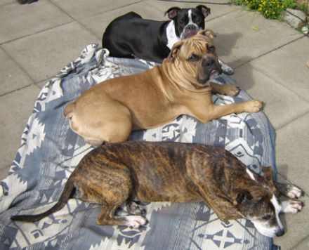 Wer ist Rudelführer? Mobile Hundeschule Stade