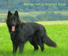 George vom Schwarzen Baron