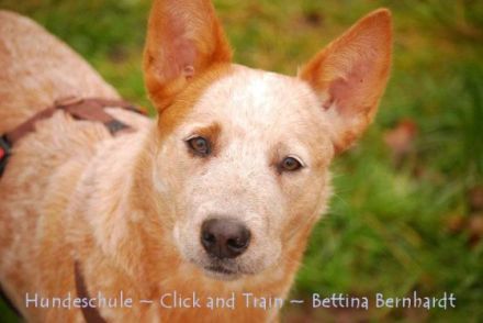 Hundeschule Neustadt/Aisch und Umgebung