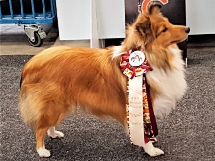 Shelties am Woogbach