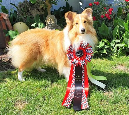 Shelties am Woogbach
