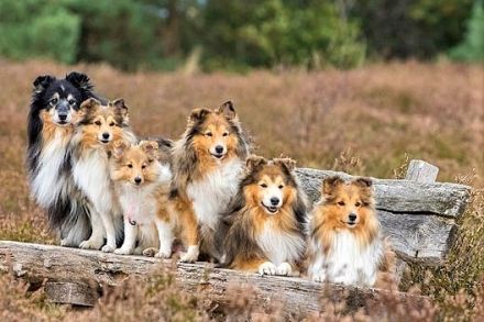 Shelties am Woogbach