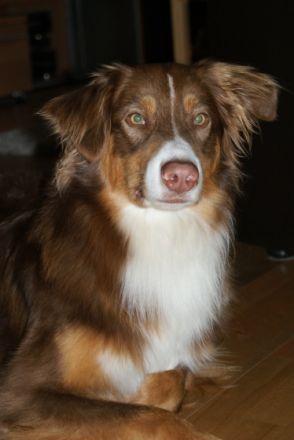 Amun von Wielands Willows