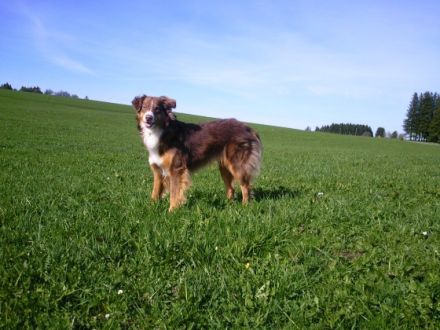 Amun von Wielands Willows