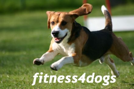 fitness4dogs Corinna Schlageter