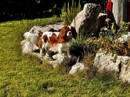 Urlaubsbetreuung in der Kleinen Hundepension