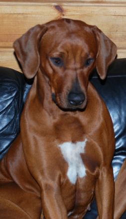 of Eskdale'S Liontrack