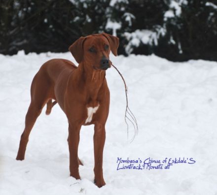 of Eskdale'S Liontrack