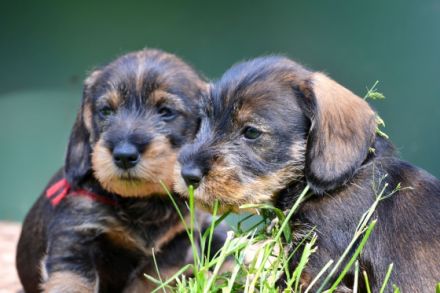 von der Saarschleife