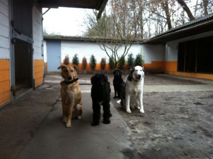 Hundepension Liane Kramer