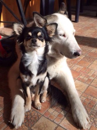 Hundepension Liane Kramer