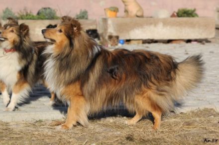 VDH/FCI Unicorn of little Wonderland