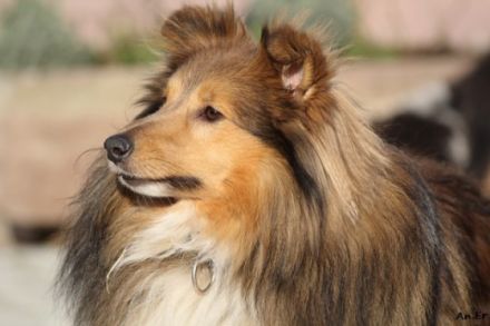 VDH/FCI Unicorn of little Wonderland