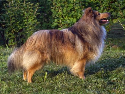 VDH/FCI Unicorn of little Wonderland