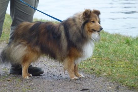 VDH/FCI Unicorn of little Wonderland