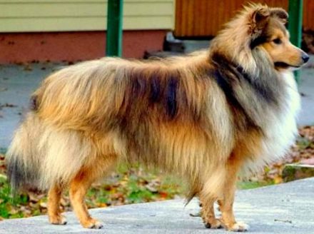 VDH/FCI Unicorn of little Wonderland