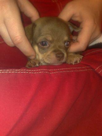 Dundee von der Kleist