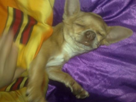 Dundee von der Kleist