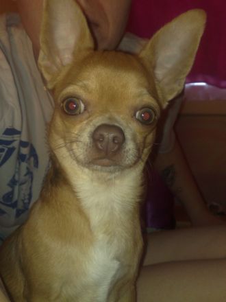 Dundee von der Kleist