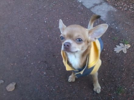 Dundee von der Kleist