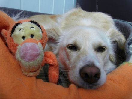 "FITTE PFÖTCHEN"  - Mobile Praxis für Tierphysiotherapie & -akupunktur