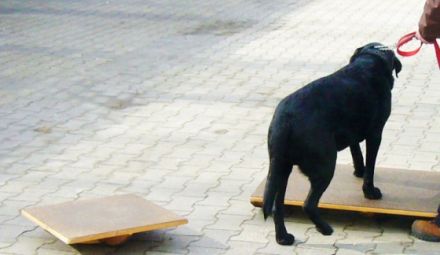 Tierphysiotherapie-schwerte