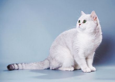 Ultra Romualdo Cutur