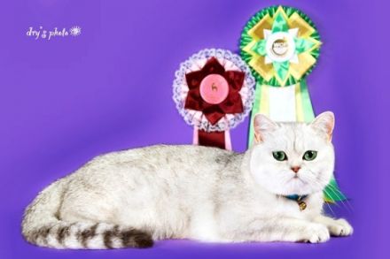 Ultra Romualdo Cutur