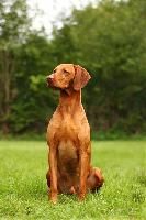 Duncan vom Starkenbunnen (Körzucht)