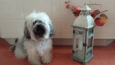 Finn von der Feenwiese