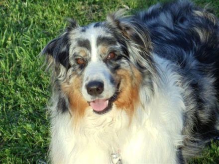 Hundepension Rose Lehrer