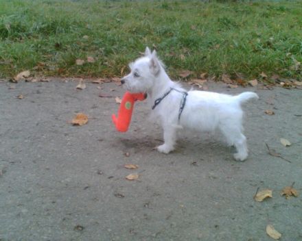 Hundepension Rose Lehrer